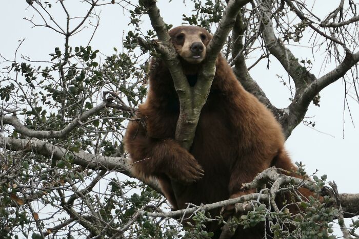Sunny The Bear Still Chillaxing In His Tree In The New Decade