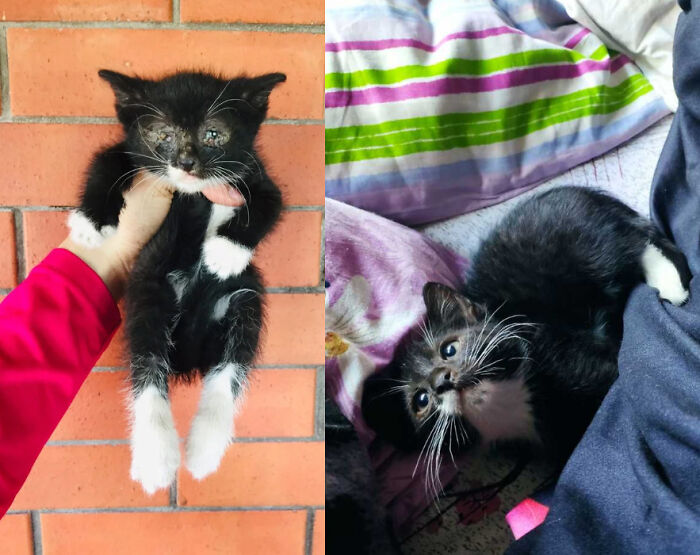 Before And After. A Little Kitten From The Shed With Calicivirus