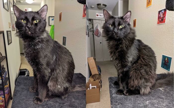 My Boy Macavity The Day I Adopted Him, And Five Months Later! He Got Fluffy!!