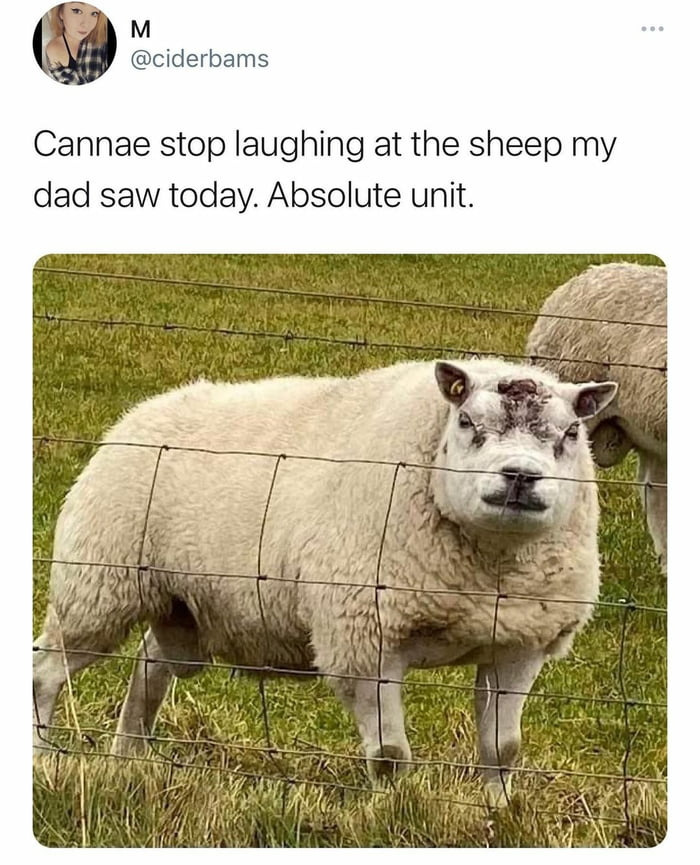 That's A Big Sheep