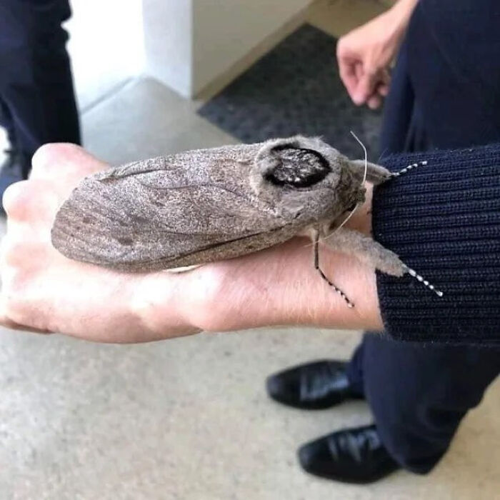 There’s A Moth Bigger Than Your Hand, With A Wingspan Of 1 Foot. A Few Have Been Sighted In The UK.