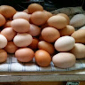 suzannectibor avatar