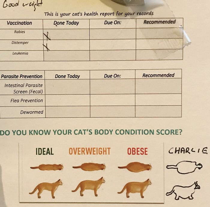 Mi gato de exterior está tan gordo que el veterinario ha añadido una nueva categoría en el diagrama sólo para Charlie