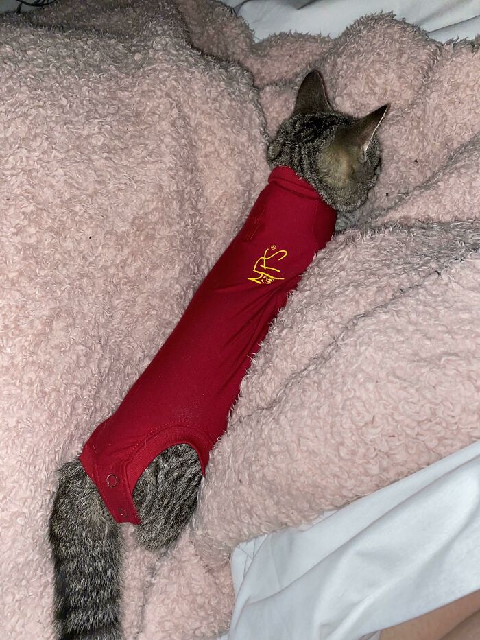 My Cat Got Spayed And Was Given A Onesie Instead Of A Cone Of Shame. Now She’s A Sausage Roll