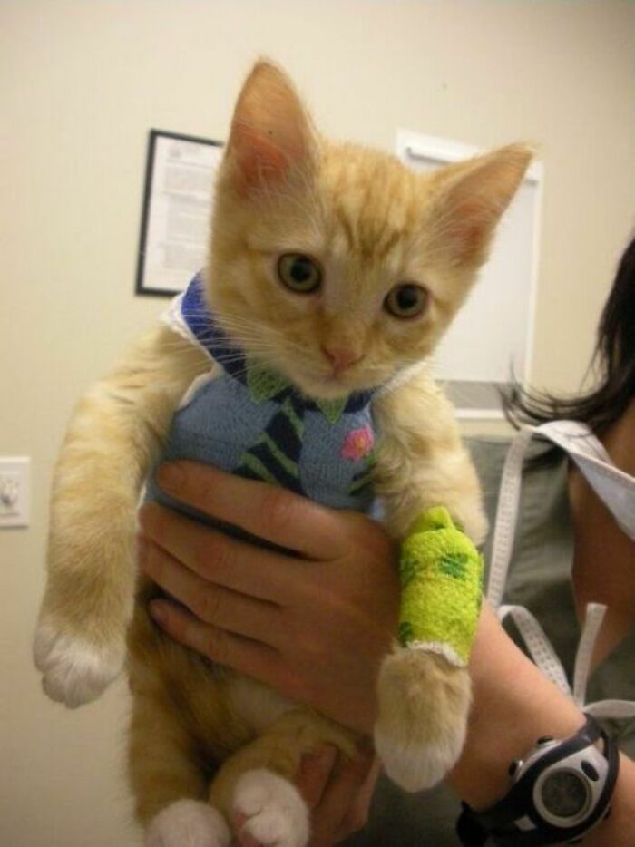 El gatito se lastimó y el veterinario hizo que la escayola de su cuerpo pareciera una camisa y corbata