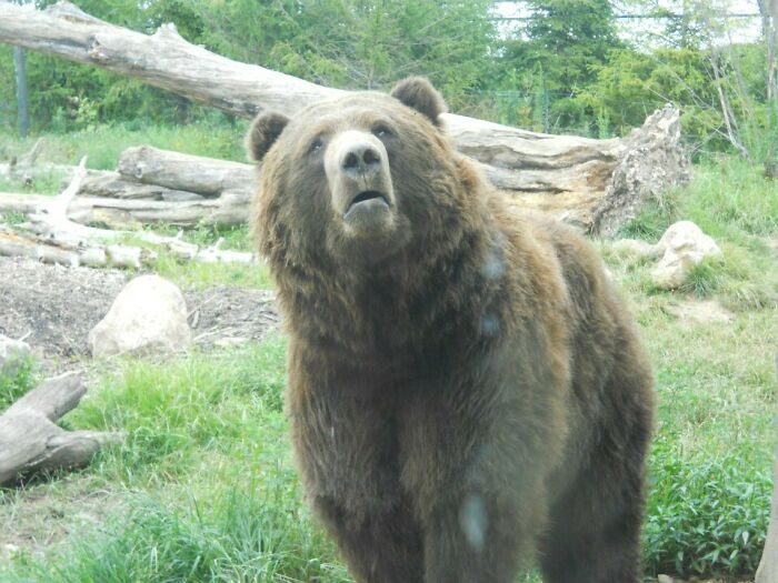 Este oso empezó a suplicar por mis patatas fritas en el zoo