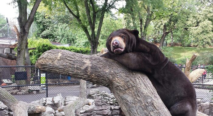 I Found Confession Bear At The Zoo Today