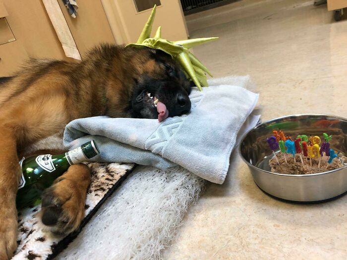 Un cliente de la clínica veterinaria de mi amigo les dijo que hoy era el día del cumpleaños de su perro, así que después de la operación hicieron esto