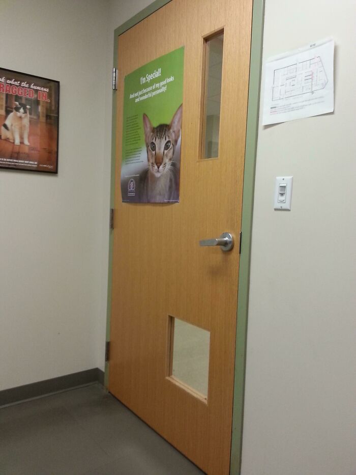 This Vets Office Put Windows In The Bottom Of Its Doors So Pets Could See Out Into The Hallway