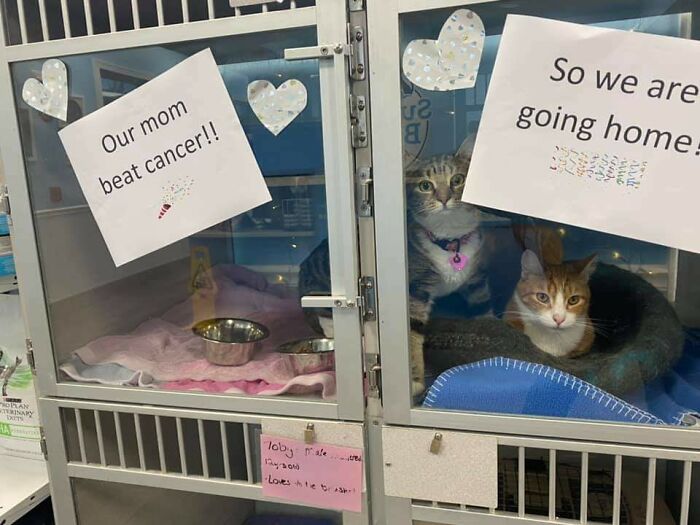My Friend Works In A Shelter. These Kitties Get To Go Back Home