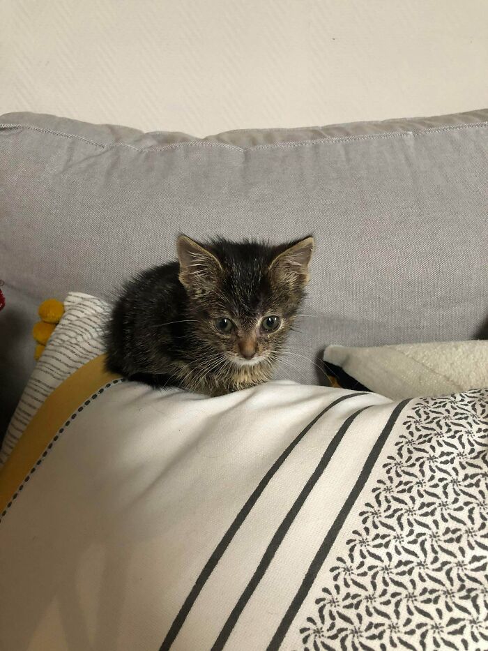 So Smol She Doesn’t Even Make A Dent In The Pillow