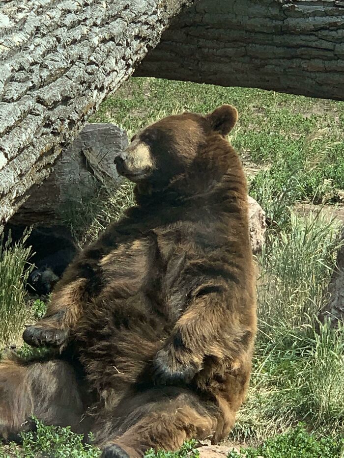 Not My Best Picture But How About A Bear Sitting Like A Human