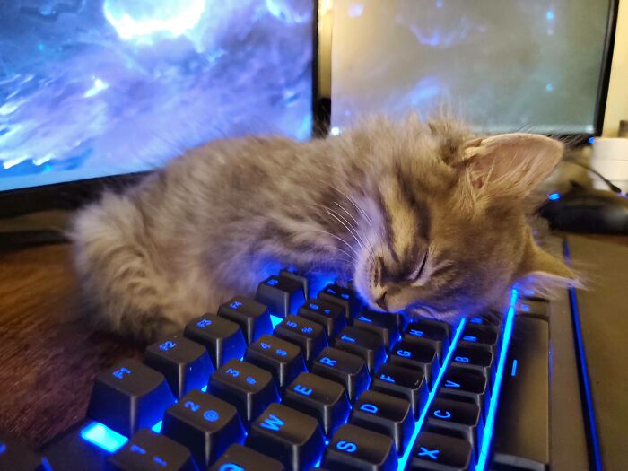 A pesar de todos los lugares acogedores que les proporciono a mis gatos de acogida, Murph prefiere el teclado