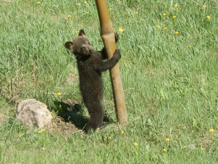 Black Bear Cub Working On Her Pole Dancing Routine