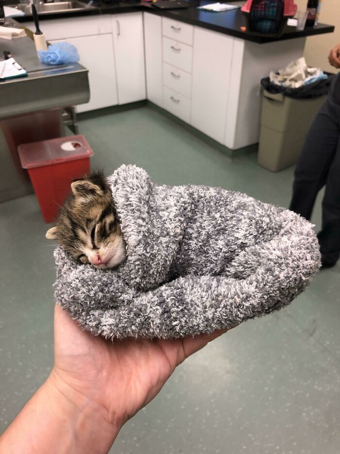 His Name Is Phillip And He Sleeps In A Sock