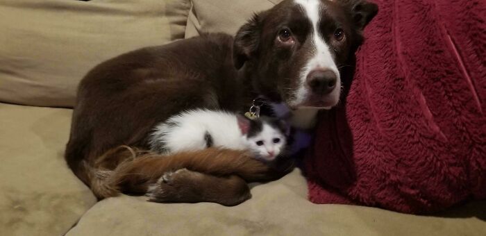 Whenever We Foster A Singleton Kitten, Our Dog Becomes A Foster Mama