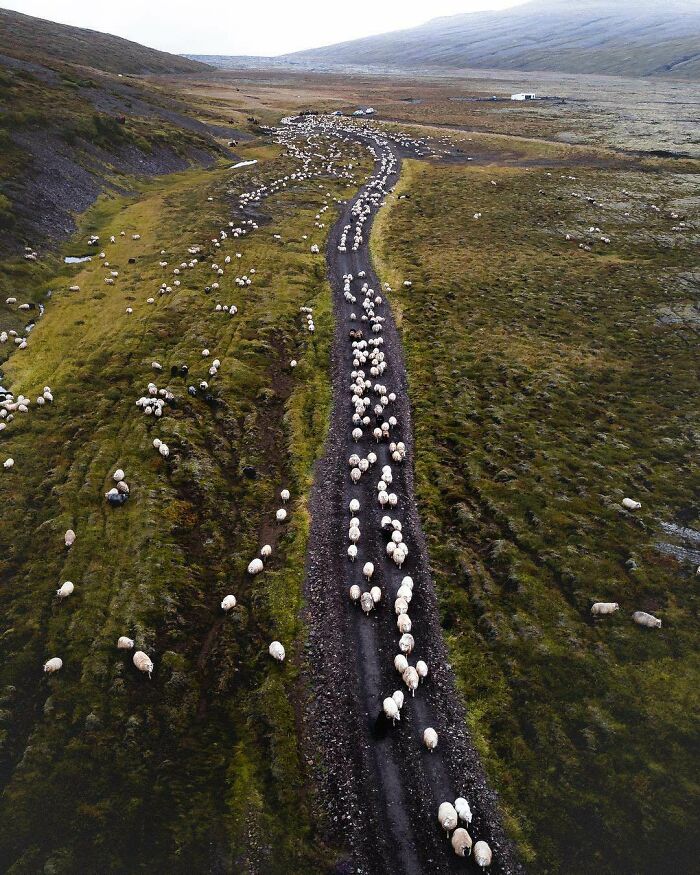 Dato curioso: La población de ovejas de Islandia dobla en cantidad a su población humana