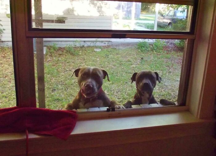 I'd Been Giving My New Neighbor's Dogs Treats And Scratches Every Morning When I Headed Out To Work. This Is My Kitchen Window When I Woke Up On My First Day Off