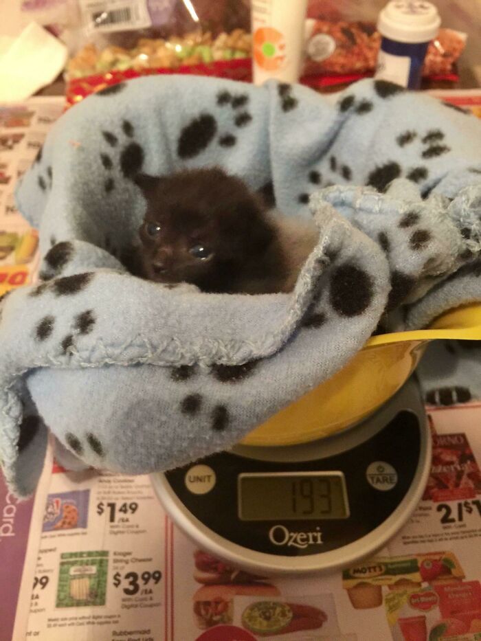 The Smolest In The Litter At A Whopping 193g - Meet Calcifer