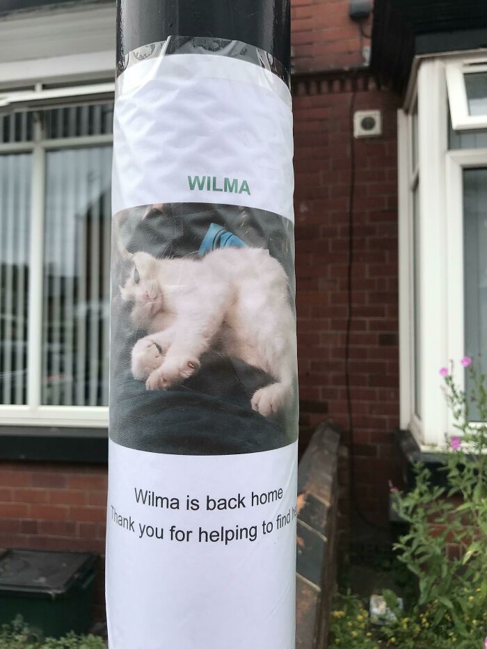 Missing Cat Owner Posted A Follow Up Where The Previous Missing Posters Were