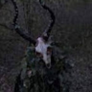 juliamaisonet avatar