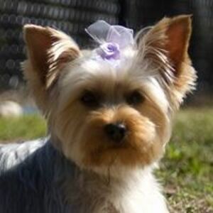 midtownmerchant avatar