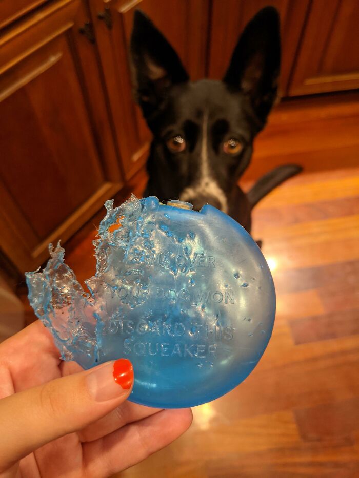 My Dog Took The Squeaker Out Of Her Toy. It Says "Game Over. Your Dog Won"