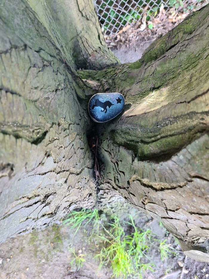 Unicorn Rock Spotted In A Tree In My Local Park