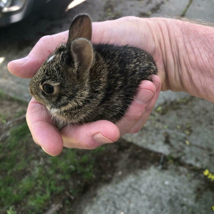 Baby Bunny Who Slipped Into My Garage While The Door Was Open. Gently Removed And Placed Back In Shrubs With Siblings