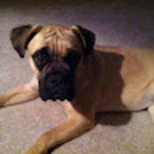 amaliarosenthal avatar