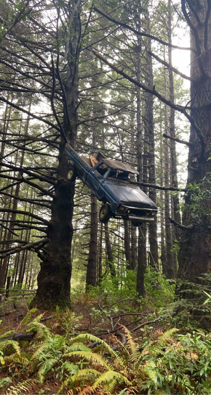 Old Ford In A Tree. Humboldt County CA