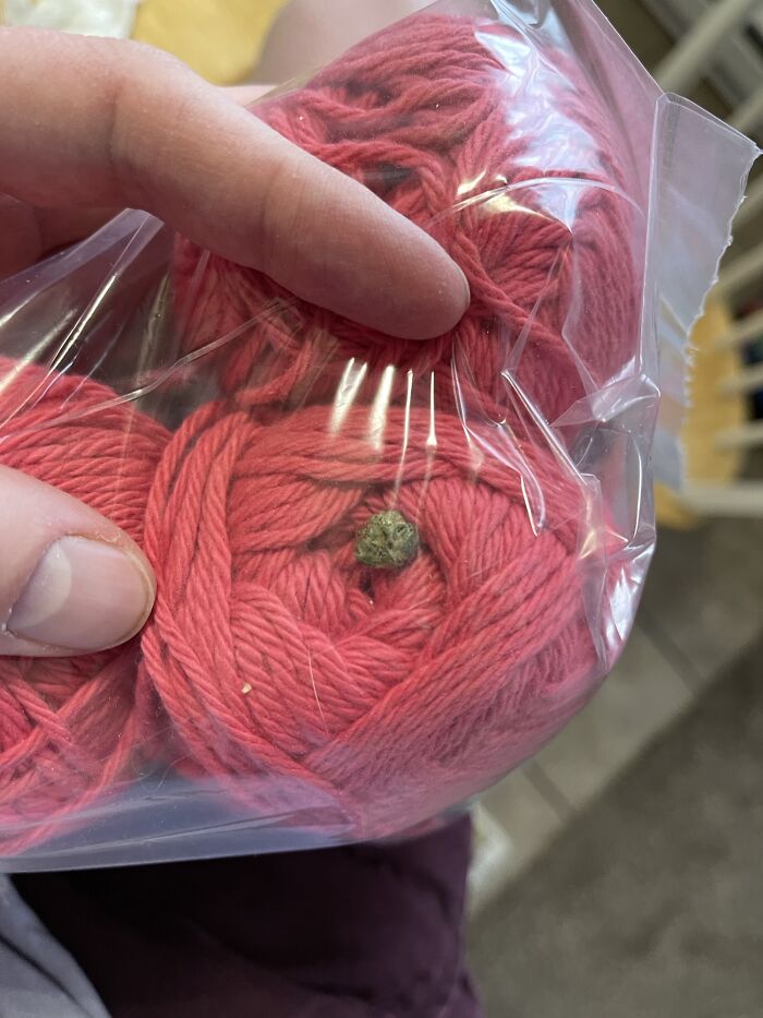 We Found A Bud Inside A Bag Of Yarn We Bought At The Thrift Store