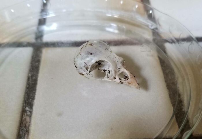 My Mum Found This Bird Skull In Our Plant Pot