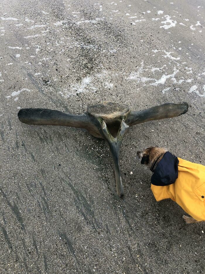 Mi perro encontró un hueso gigante en la playa hoy 