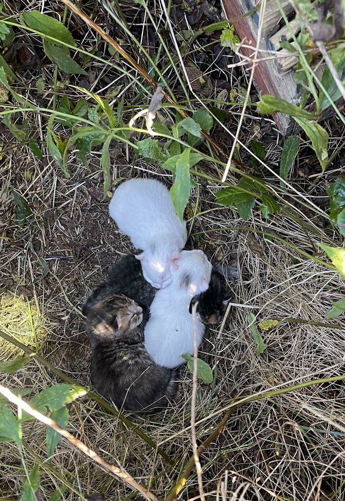 We Just Found Kittens In The Bushes Near Our House