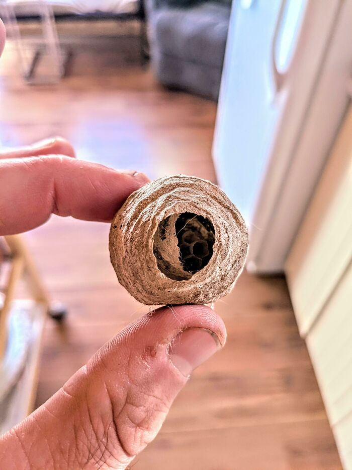 Found A Lil Wasp Nest