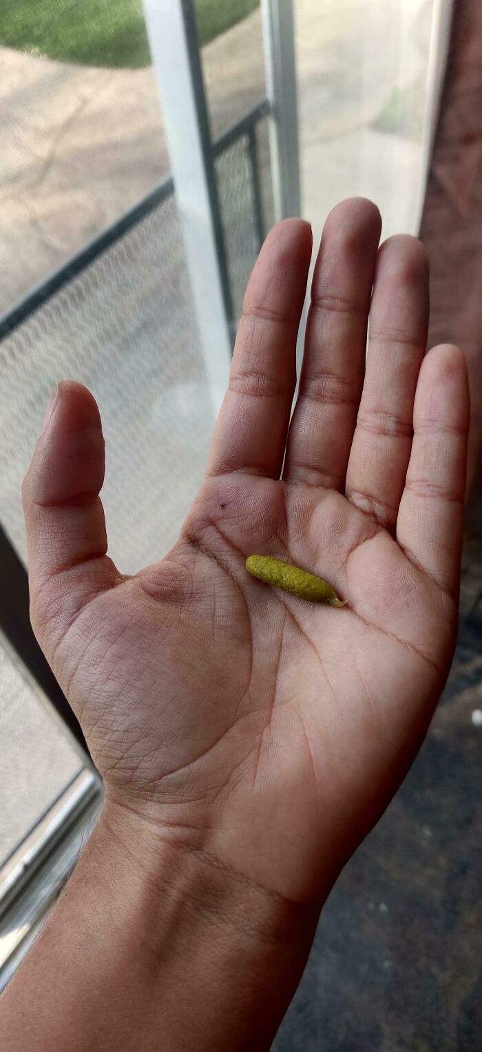 This Tiny Pickle I Found At The Bottom Of The Jar