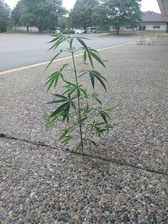 Encontré esta planta creciendo en el asfalto