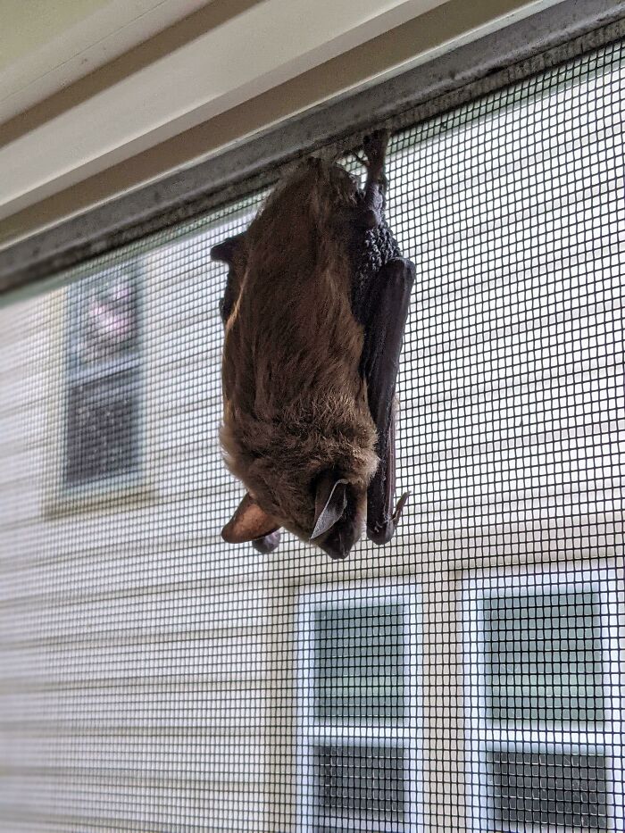 This Morning I Found A Bat Sleeping In My Window... Inside The Screen