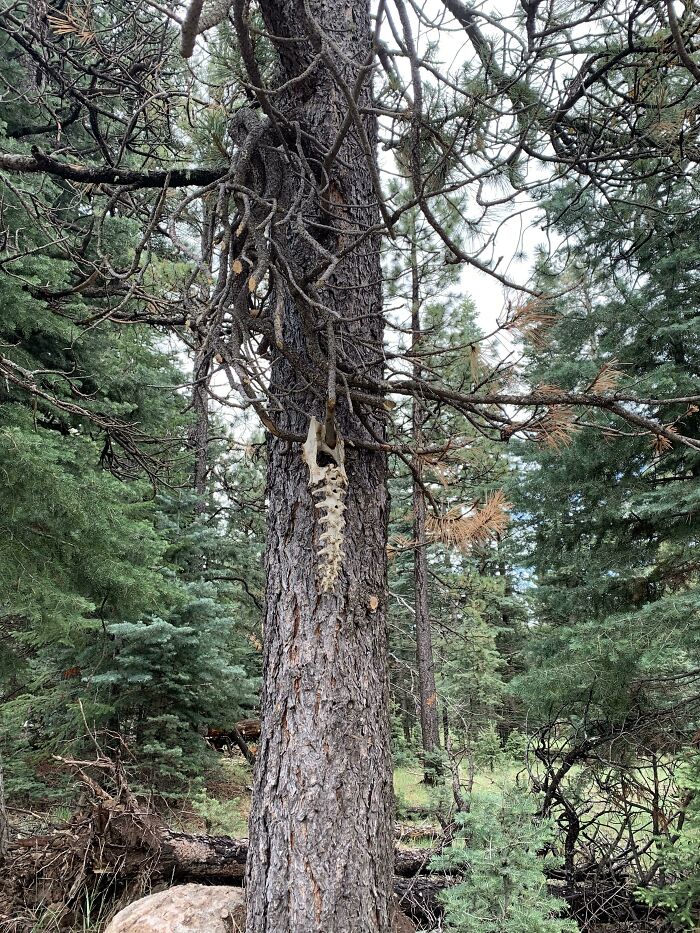 Came Across This Spine And Pelvic Bone Hanging From A Tree Limb During My Hike Yesterday