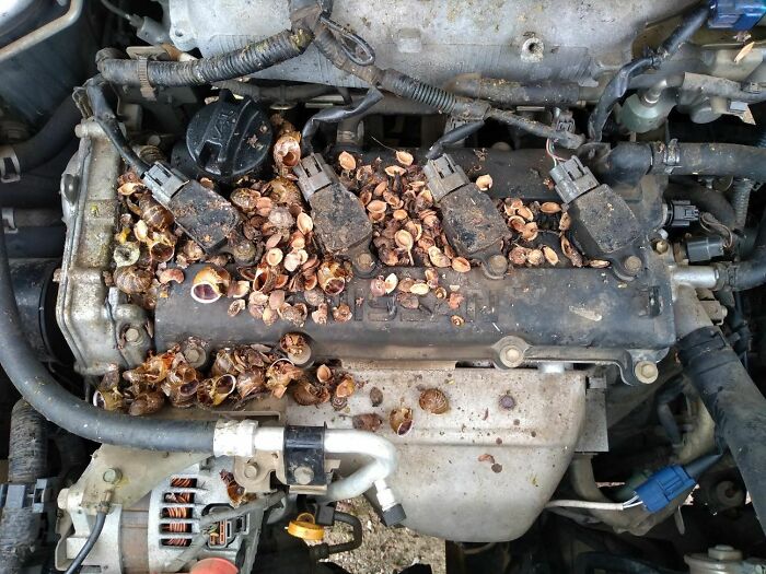 I Found A Pile Of Snail Shells In My Car Engine