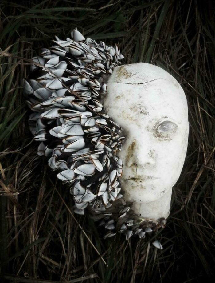 Una cabeza de maniquí cubierto de percebes que apareció en la costa