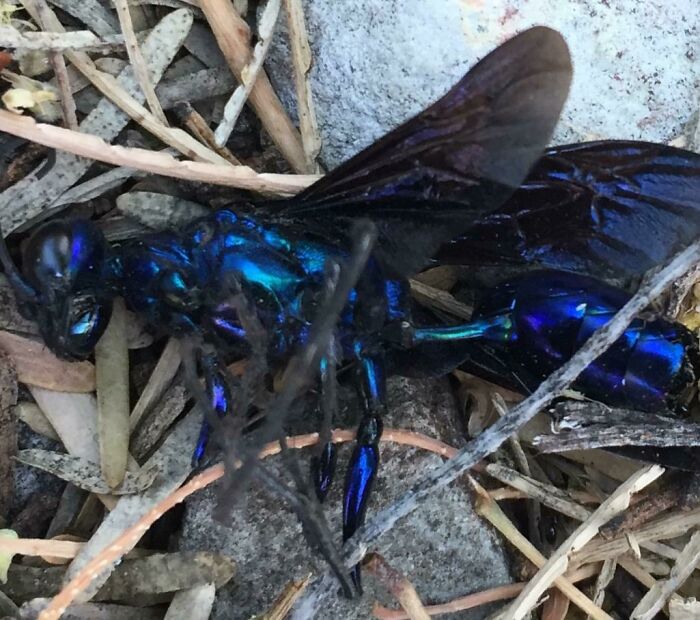Chrome Blue Wasp I Found In My Backyard