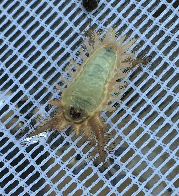 Found This Thing On The Bottom Of My Pool