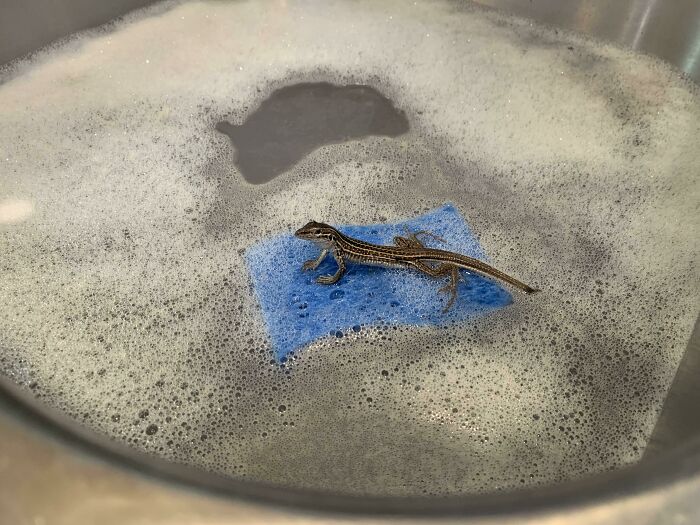 Entré a la cocina y descubrí a una lagartija usando la esponja como balsa en el fregadero (vivo en Nuevo México)