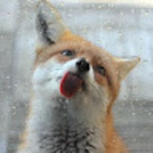 marcellaantal avatar