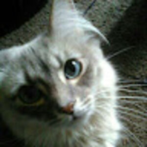 nicolewarnecke avatar