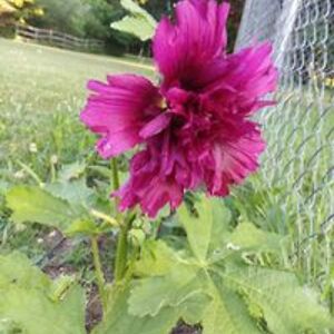 mintchocholatechip avatar