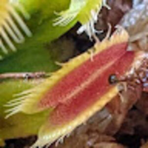 joshuamarshall avatar