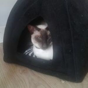 morganville41 avatar